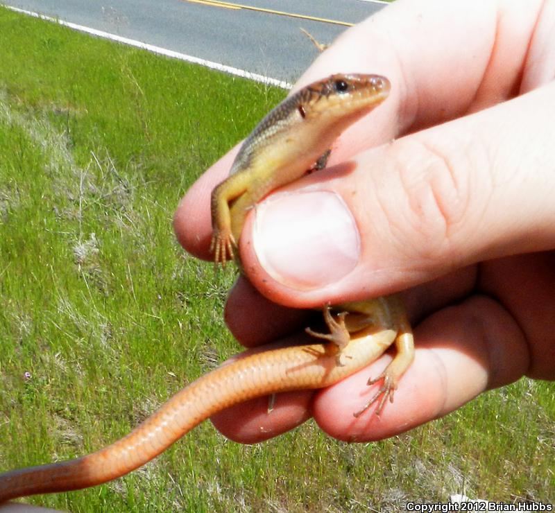 Northern Brown Skink (Plestiodon gilberti placerensis)