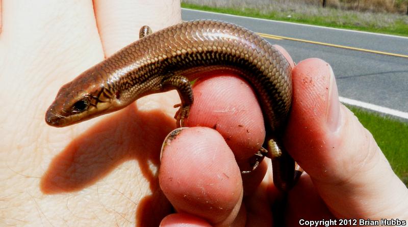 Northern Brown Skink (Plestiodon gilberti placerensis)