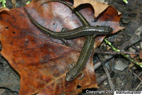 Northern Dusky Salamander (Desmognathus fuscus)