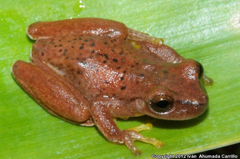 Emerald Treefrog (Exerodonta smaragdina)