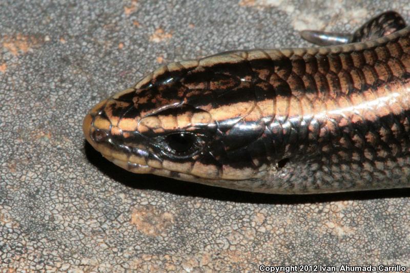 Shortnose Skink (Plestiodon brevirostris)