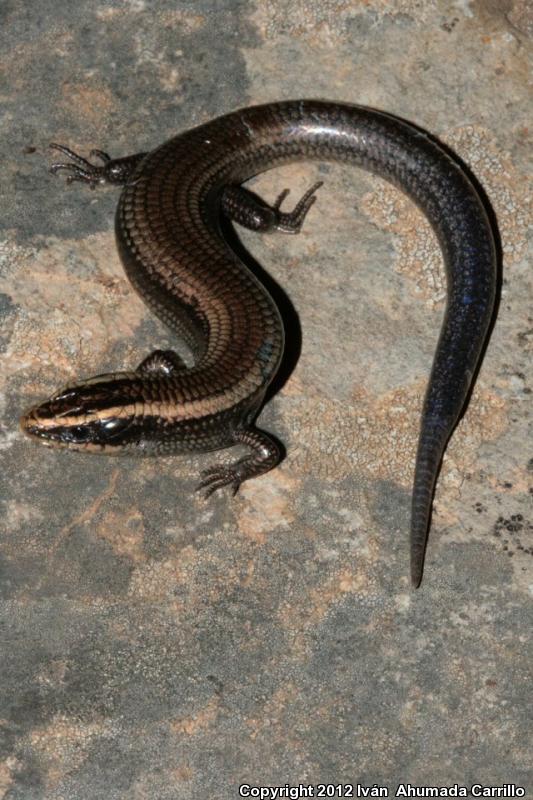 Shortnose Skink (Plestiodon brevirostris)