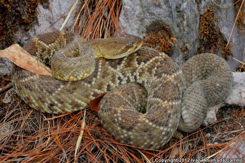 Mexican West Coast Rattlesnake (Crotalus basiliscus)