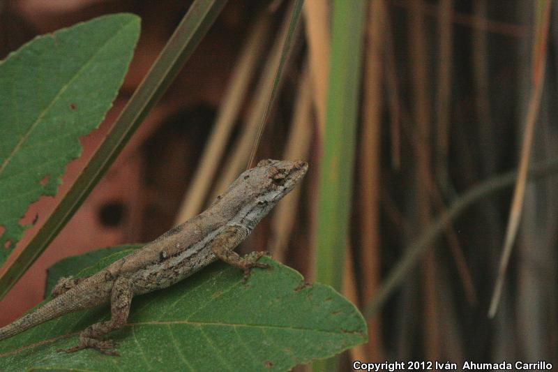 Clouded Anole (Anolis nebulosus)