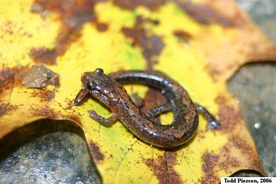 Northern Zigzag Salamander (Plethodon dorsalis)