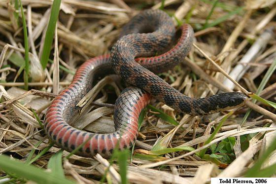 Kirtland's Snake (Clonophis kirtlandii)