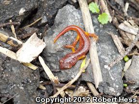 Yellow-eyed Ensatina (Ensatina eschscholtzii xanthoptica)