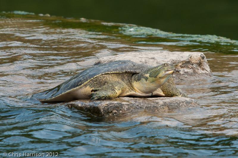 Guadalupe Spiny Softshell (Apalone spinifera guadalupensis)