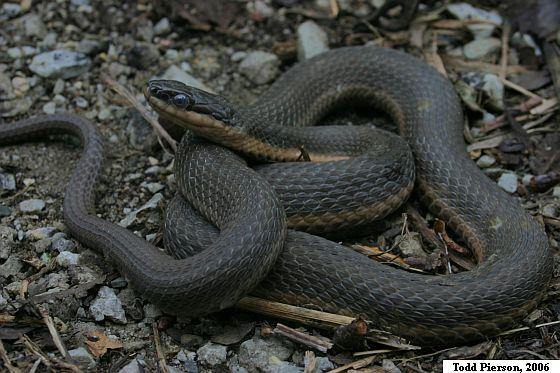 Queensnake (Regina septemvittata)