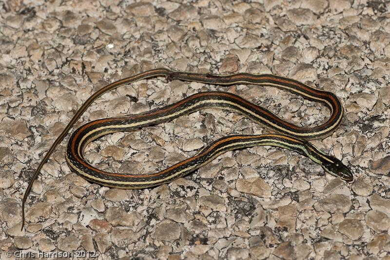 Red-striped Ribbonsnake (Thamnophis proximus rubrilineatus)