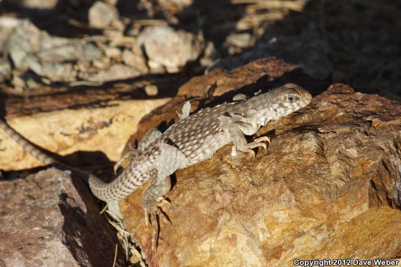 Sonoran Desert Iguana (Dipsosaurus dorsalis sonoriensis)