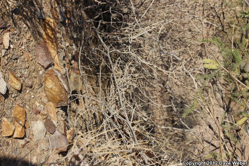 Sonoran Desert Iguana (Dipsosaurus dorsalis sonoriensis)