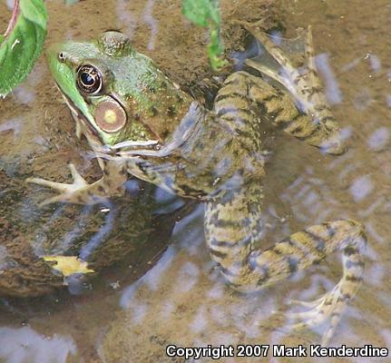 Green Frog (Lithobates clamitans)