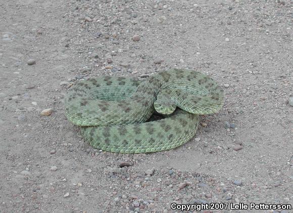 Prairie Rattlesnake (Crotalus viridis viridis)