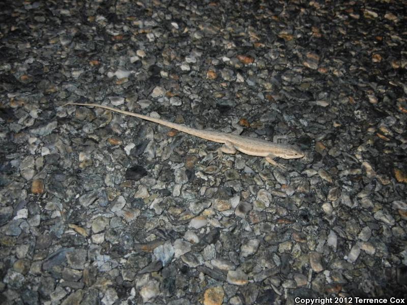 Arizona Long-tailed Brush Lizard (Urosaurus graciosus shannoni)