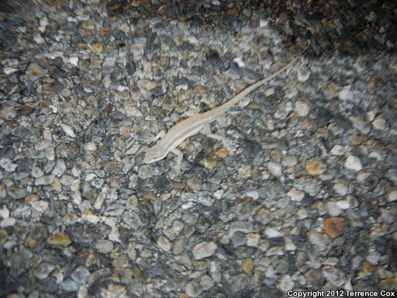 Arizona Long-tailed Brush Lizard (Urosaurus graciosus shannoni)