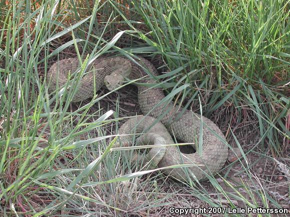 Prairie Rattlesnake (Crotalus viridis viridis)