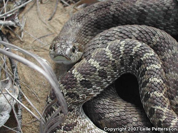 Plains Hognose Snake (Heterodon nasicus nasicus)