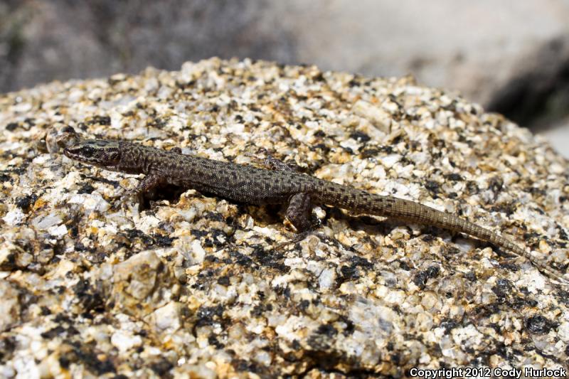 Arizona Night Lizard (Xantusia arizonae)