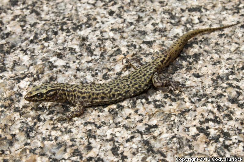 Arizona Night Lizard (Xantusia arizonae)