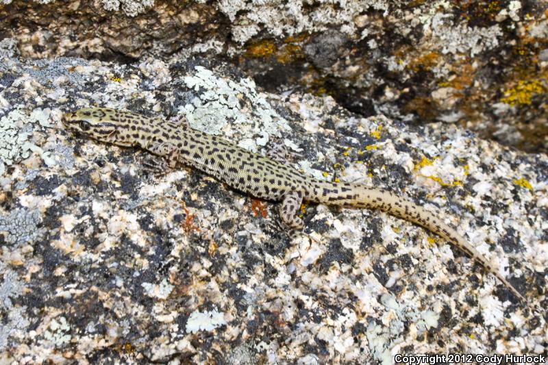 Arizona Night Lizard (Xantusia arizonae)