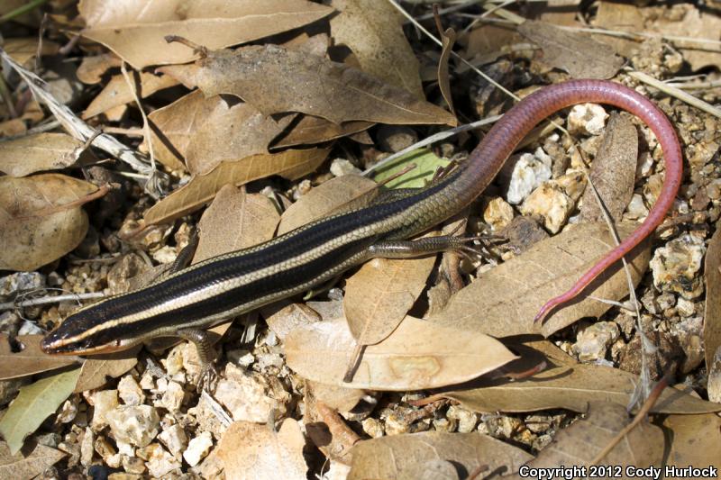 Arizona Skink (Plestiodon gilberti arizonensis)