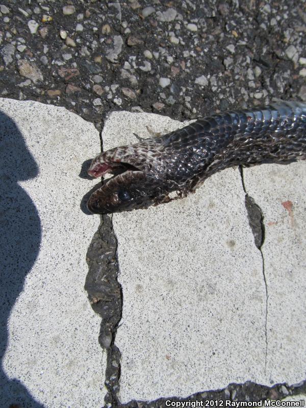 Black Pinesnake (Pituophis melanoleucus lodingi)