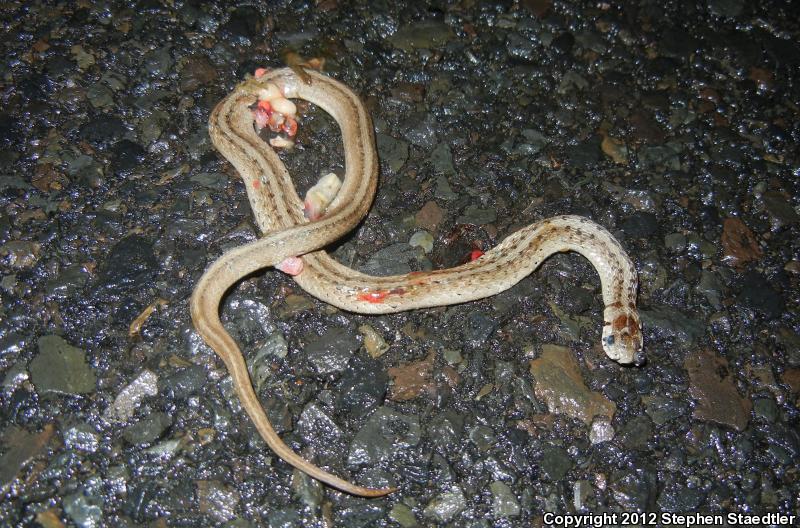 Eastern Gartersnake (Thamnophis sirtalis sirtalis)
