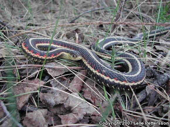 Red-sided Gartersnake (Thamnophis sirtalis parietalis)