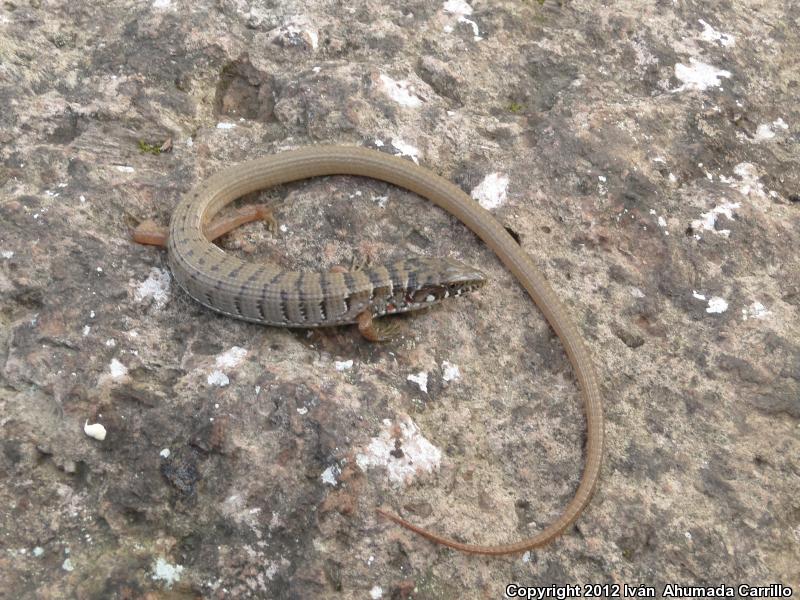 Rusty Alligator Lizard (Elgaria kingii ferruginea)