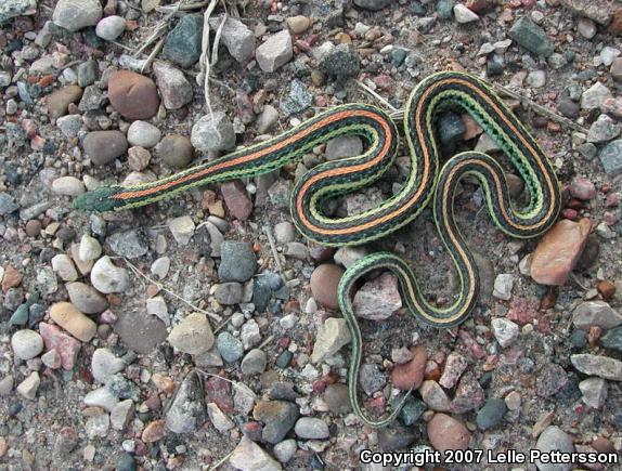 Plains Gartersnake (Thamnophis radix)