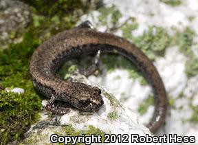 Tehachapi Slender Salamander (Batrachoseps stebbinsi)