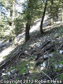 Tehachapi Slender Salamander (Batrachoseps stebbinsi)