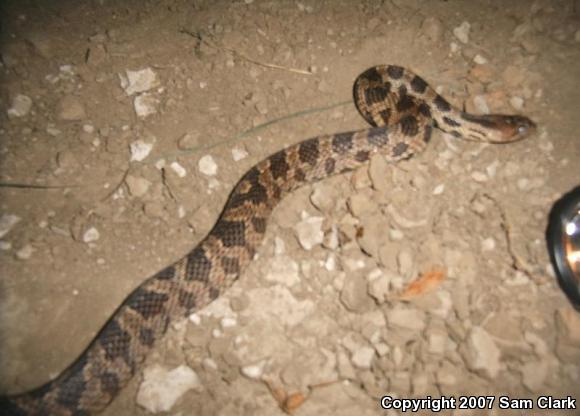 Western Foxsnake (Pantherophis vulpinus)