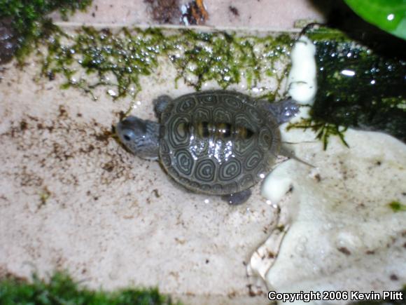 Northern Diamond-backed Terrapin (Malaclemys terrapin terrapin)