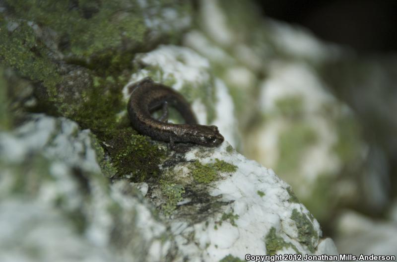 Tehachapi Slender Salamander (Batrachoseps stebbinsi)