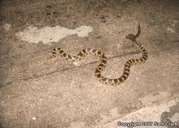 Western Foxsnake (Pantherophis vulpinus)