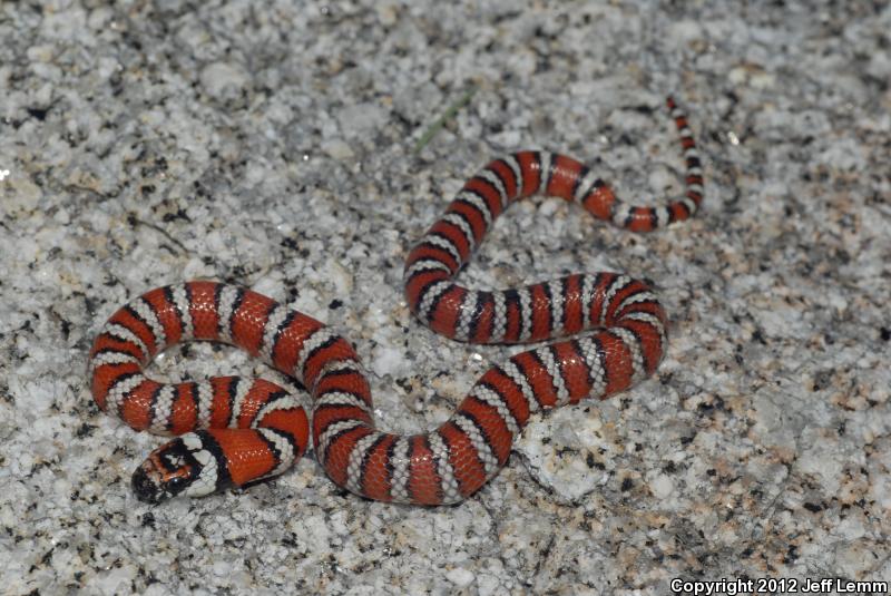 Baja California Mountain Kingsnake (Lampropeltis zonata agalma)