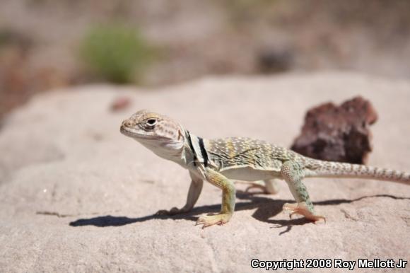 Western Collard Lizard (Crotaphytus collaris baileyi)