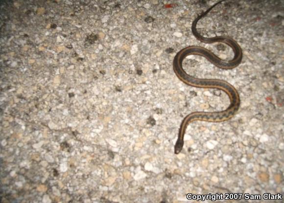 Eastern Gartersnake (Thamnophis sirtalis sirtalis)