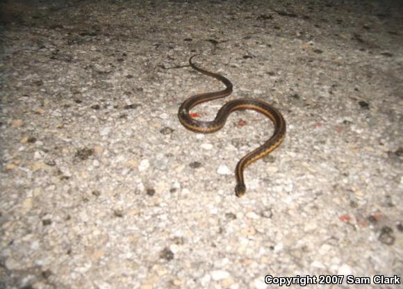 Eastern Gartersnake (Thamnophis sirtalis sirtalis)