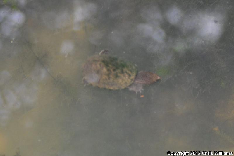 Loggerhead Musk Turtle (Sternotherus minor minor)