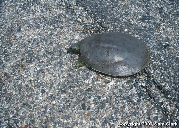 Spiny Softshell (Apalone spinifera)