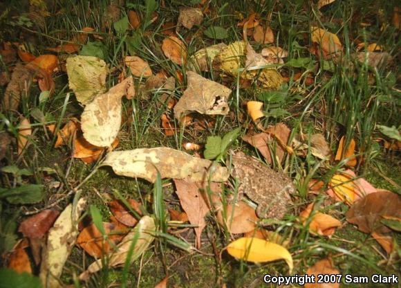 American Toad (Anaxyrus americanus)