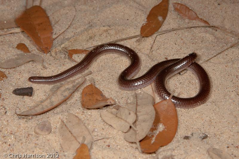 Texas Threadsnake (Leptotyphlops dulcis dulcis)