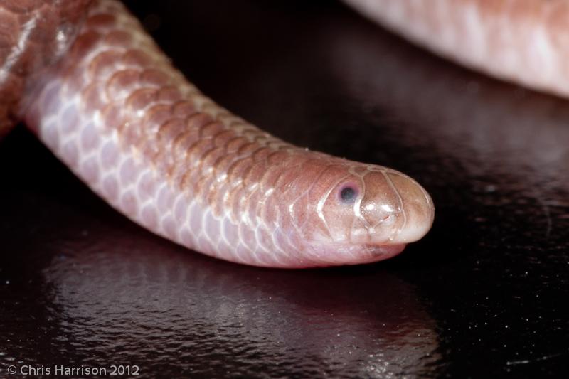 Texas Threadsnake (Leptotyphlops dulcis dulcis)