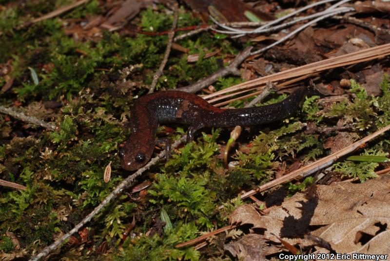 Eastern Red-backed Salamander (Plethodon cinereus)