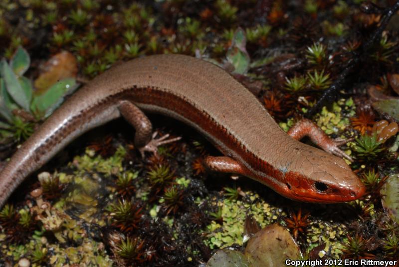 Northern Coal Skink (Plestiodon anthracinus anthracinus)