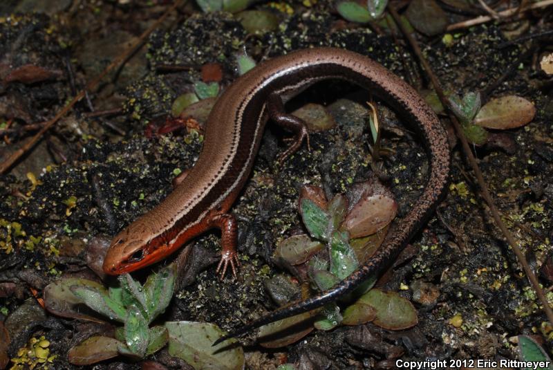 Northern Coal Skink (Plestiodon anthracinus anthracinus)