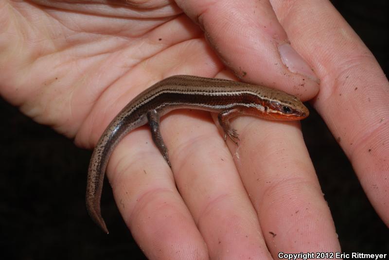 Northern Coal Skink (Plestiodon anthracinus anthracinus)